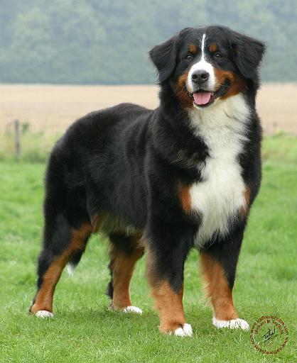 Bernese Mountain Dog 9Y066D-133.JPG